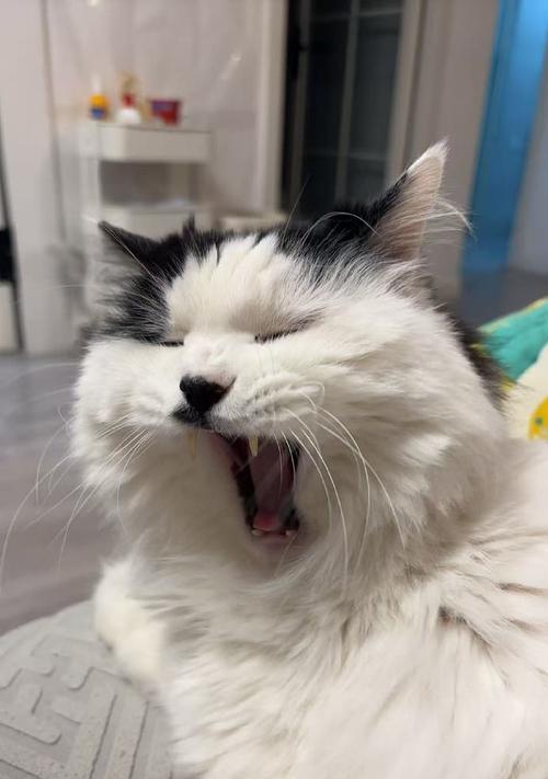 猫咪吐水,你了解吗(揭秘猫咪吐水真相) 猫咪吐水,你了解吗(揭秘猫咪吐水真相)