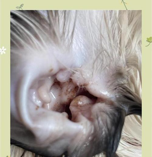 小猫咪都有耳螨（探秘猫咪耳螨的真相）