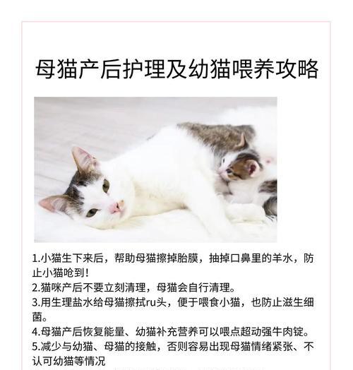 怎么照顾小猫的奶奶？有哪些注意事项？