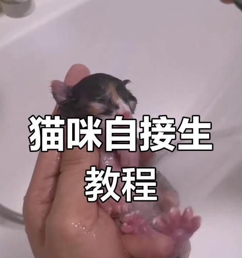 加菲猫生了小猫怎么办（宠物家庭必备知识）