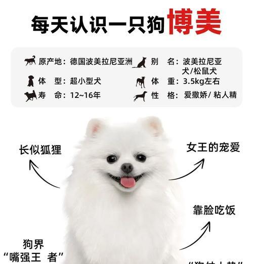 博美犬浑身长痘痘的原因是什么？如何治疗博美犬的皮肤问题？