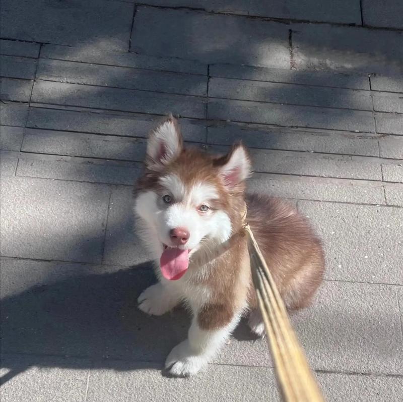 探秘阿拉斯加犬（一只忠诚的宠物伴侣）