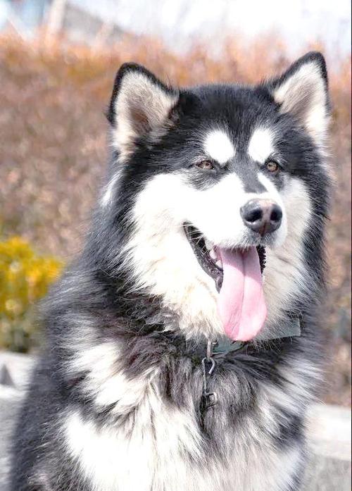 探秘阿拉斯加犬（一只忠诚的宠物伴侣）