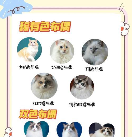 布偶猫崽比母猫大多少岁？这种现象正常吗？