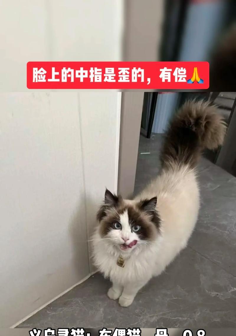 布偶猫崽比母猫大多少岁？这种现象正常吗？