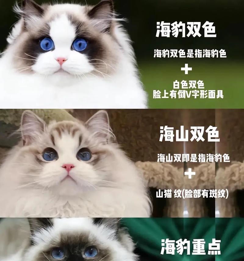 布偶猫崽比母猫大多少岁？这种现象正常吗？
