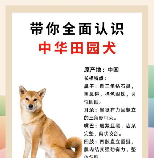 喜欢中华田园犬就喜欢什么人？性格特点有哪些？