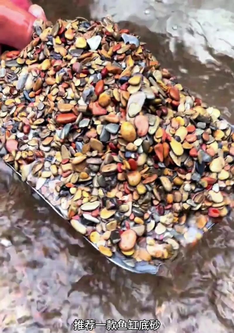 斗鱼鱼缸要什么沙？选择合适的底沙对斗鱼有什么好处？