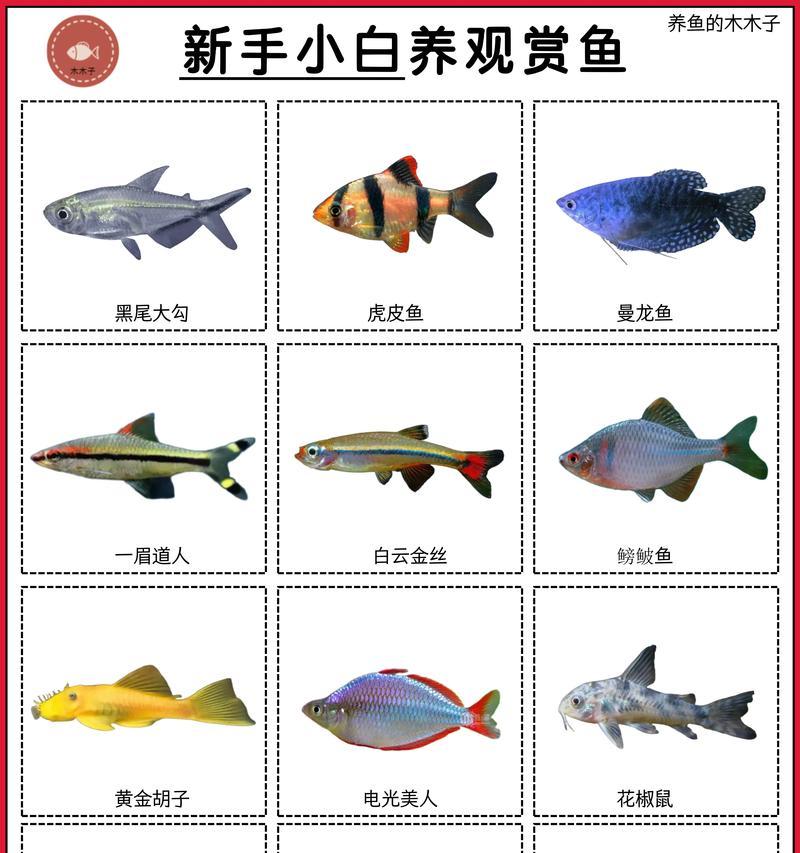 8元可以购买哪些观赏鱼？如何挑选性价比高的观赏鱼？