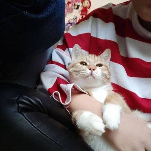 宠物母猫天天叫,你了解其中的原因吗(探究宠物母猫天天叫的背后原因) 宠物母猫天天叫,你了解其中的原因吗(探究宠物母猫天天叫的背后原因)