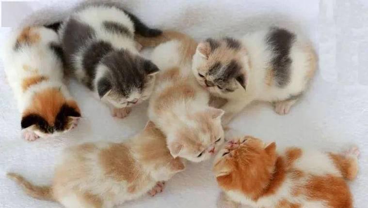 宠物母猫天天叫,你了解其中的原因吗(探究宠物母猫天天叫的背后原因) 宠物母猫天天叫,你了解其中的原因吗(探究宠物母猫天天叫的背后原因)