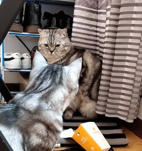 宠物母猫天天叫,你了解其中的原因吗(探究宠物母猫天天叫的背后原因) 宠物母猫天天叫,你了解其中的原因吗(探究宠物母猫天天叫的背后原因)