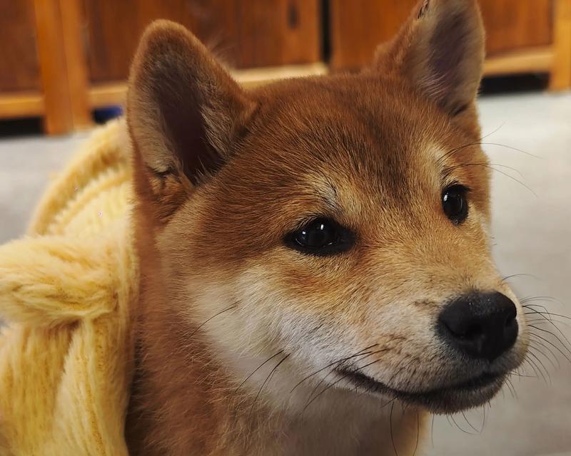 秋田犬每天的饮食量（健康的饮食习惯是重要的）