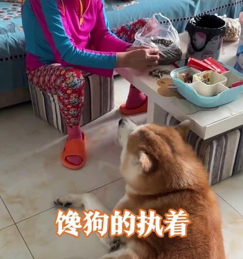 秋田犬每天的饮食量(健康的饮食习惯是重要的) 秋田犬每天的饮食量(健康的饮食习惯是重要的)