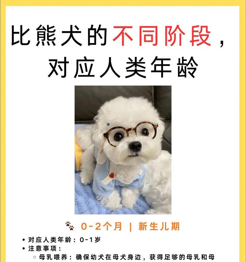 比熊犬六七岁时体重标准是多少？如何保持健康体重？