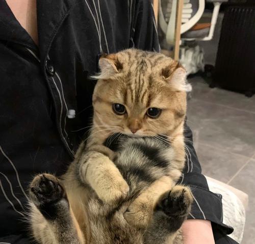为什么不能摸猫的尾巴（揭秘猫咪尾巴的神秘之处）