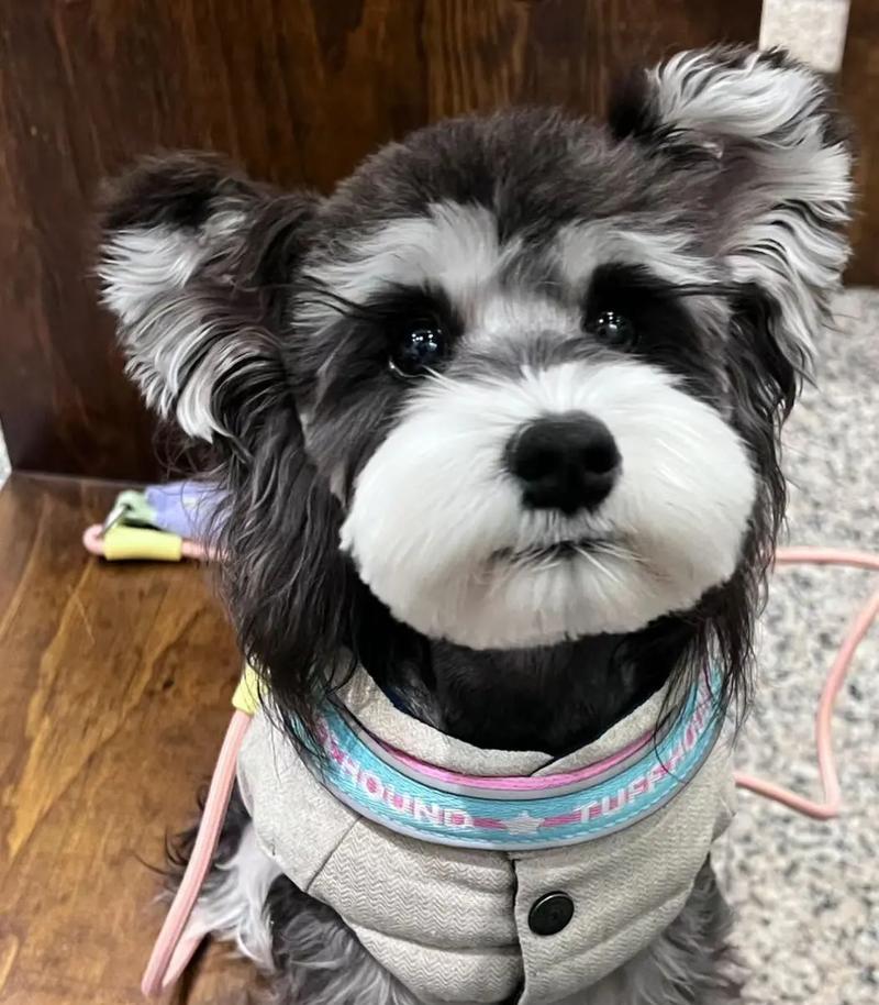 雪纳瑞幼犬在驻马店多少钱？购买时应注意什么？