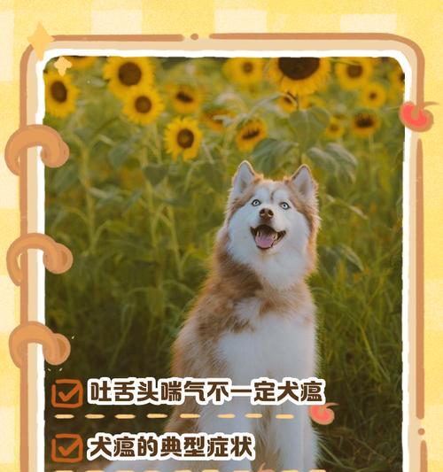 犬瘟病毒引起的狗狗反胃干呕问题（揭开狗狗反胃干呕背后的犬瘟病毒真相）