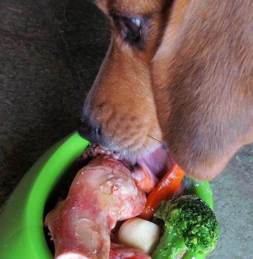 如何让宠物狗狗在产前正确饮食（提高幼犬生存率的关键-产前饮食）