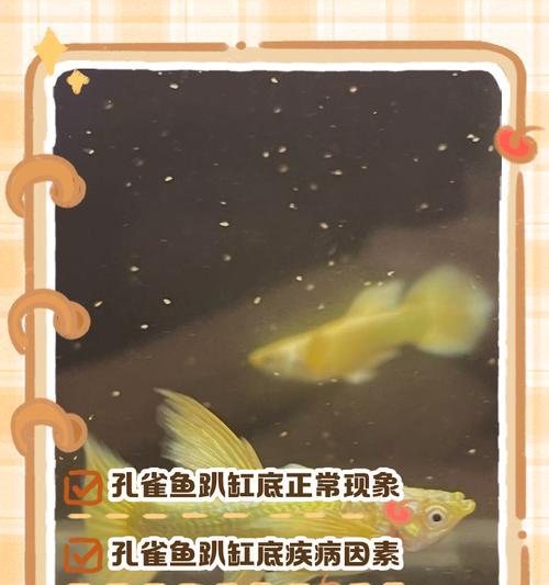 孔雀鱼为什么喜欢趴在水草上?这种行为有何意义? 孔雀鱼为什么喜欢趴在水草上?这种行为有何意义?