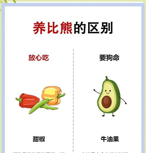 比熊犬每月饮食开销是多少？如何合理安排比熊的饮食？