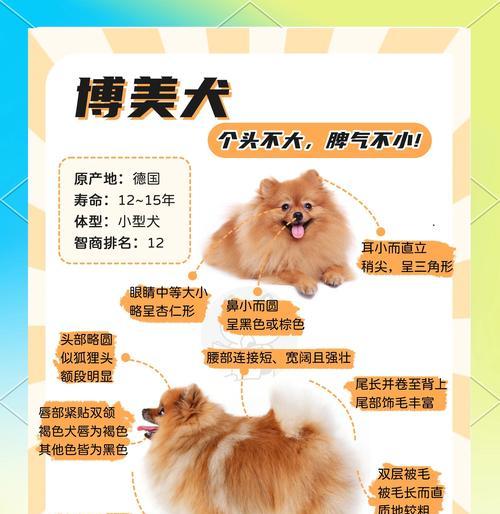 博美犬的视力范围有多远？它们能识别多远距离的主人？