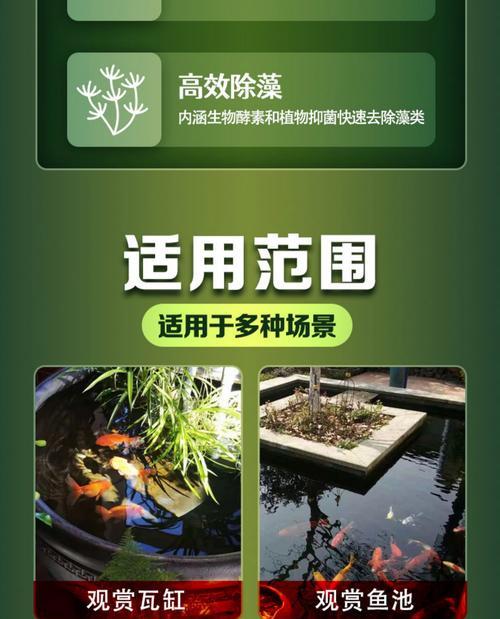 锦鲤鱼池如何清理青苔？适合养什么？