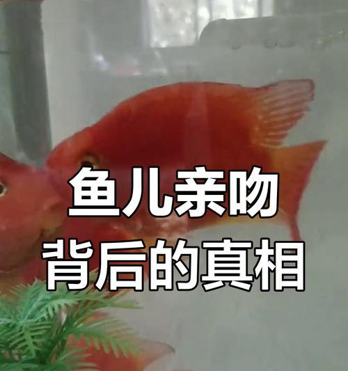 接吻鱼的饲养方法(从入手到养护) 接吻鱼的饲养方法(从入手到养护)