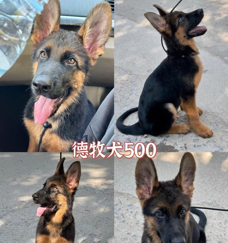 四十多天大的德牧幼犬应该喂多少？喂食量如何控制？