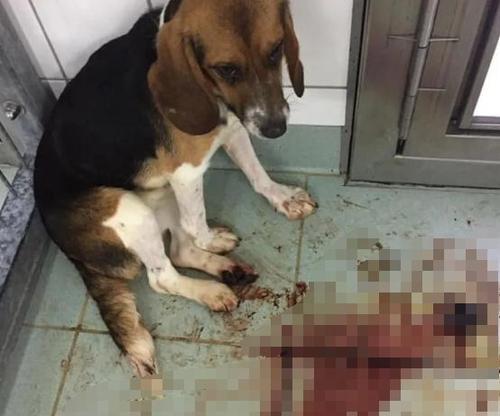 如何处理比格犬拉肚子问题（宠物主人必备的处理技巧）
