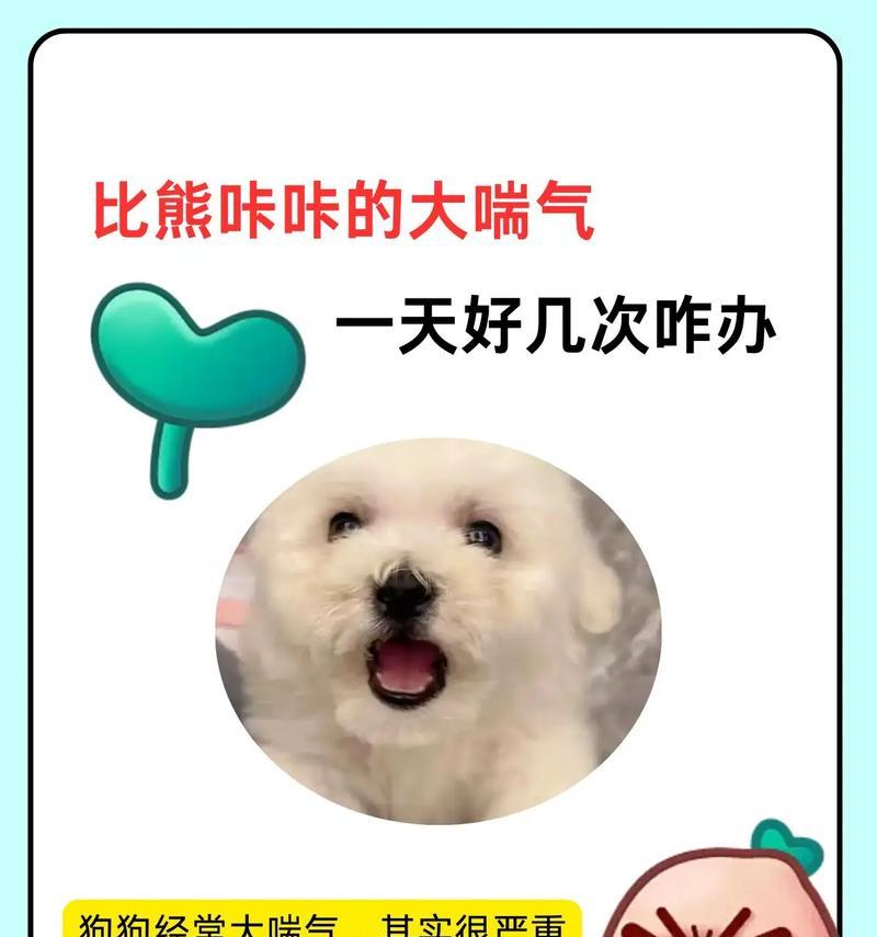 比熊犬吃多吐了，怎么办（如何帮助宠物恢复健康）