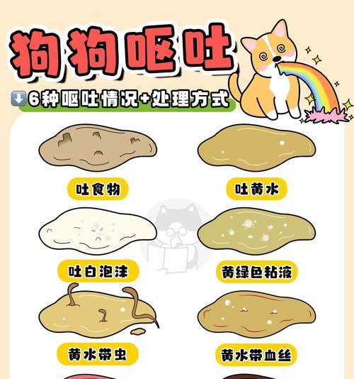 比熊犬吃多吐了,怎么办(如何帮助宠物恢复健康) 比熊犬吃多吐了,怎么办(如何帮助宠物恢复健康)