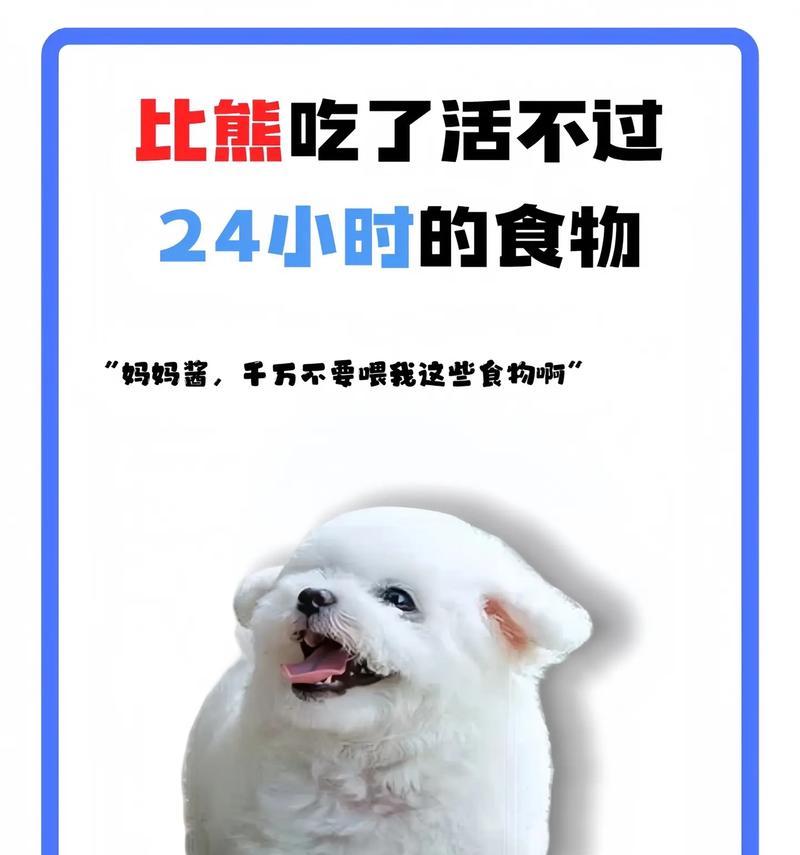 比熊犬吃多吐了,怎么办(如何帮助宠物恢复健康) 比熊犬吃多吐了,怎么办(如何帮助宠物恢复健康)