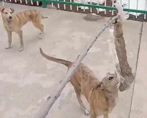 揭秘格力犬快要下狗的症状（宠物狗快要下狗）