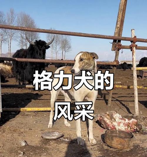 揭秘格力犬快要下狗的症状(宠物狗快要下狗) 揭秘格力犬快要下狗的症状(宠物狗快要下狗)