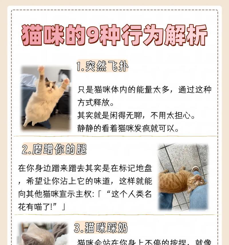 小猫为何会做出不良行为?如何纠正小猫行为? 小猫为何会做出不良行为?如何纠正小猫行为?