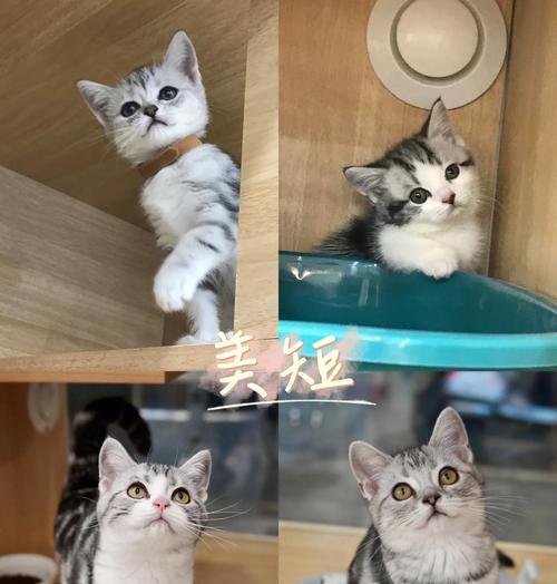 如何养护你的美短猫(一起来了解美短猫的日常护理及健康保健) 如何养护你的美短猫(一起来了解美短猫的日常护理及健康保健)