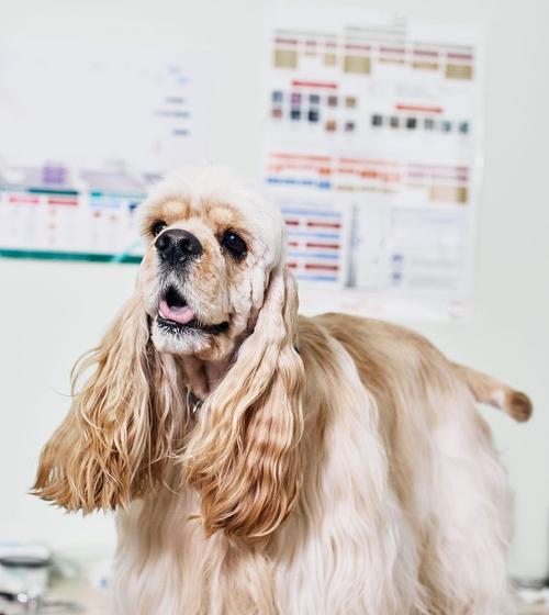 一起来探讨可卡犬的魅力和挑战吧（一起来探讨可卡犬的魅力和挑战吧）