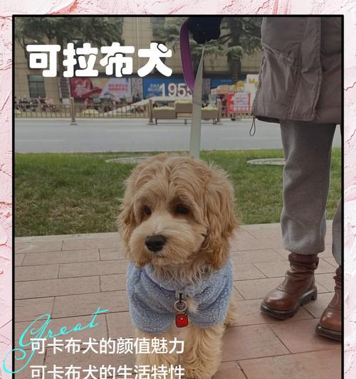 一起来探讨可卡犬的魅力和挑战吧（一起来探讨可卡犬的魅力和挑战吧）