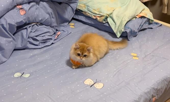 小猫回来老叫,背后隐藏的故事(揭秘宠物主人的爱与烦恼) 小猫回来老叫,背后隐藏的故事(揭秘宠物主人的爱与烦恼)