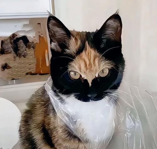 小猫回来老叫,背后隐藏的故事(揭秘宠物主人的爱与烦恼) 小猫回来老叫,背后隐藏的故事(揭秘宠物主人的爱与烦恼)
