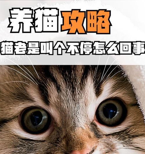 小猫回来老叫,背后隐藏的故事(揭秘宠物主人的爱与烦恼) 小猫回来老叫,背后隐藏的故事(揭秘宠物主人的爱与烦恼)