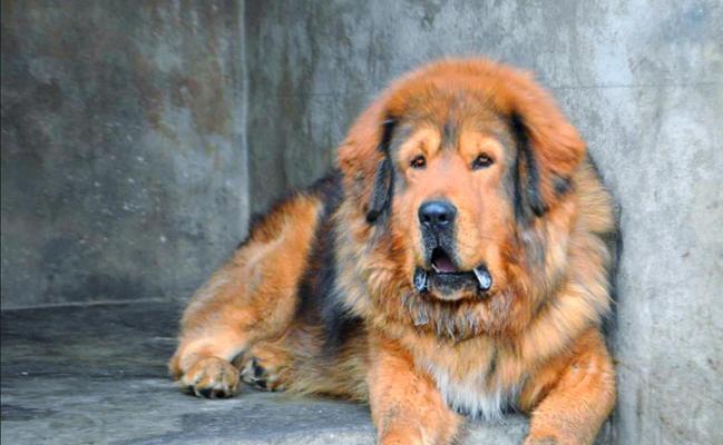 犬界萌宠，中华田园犬与藏獒（探寻宠物世界中的中华特色与文化遗产）