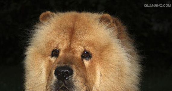 以松狮犬为主题的毛色多样性探究（从金黄、纯黑到银狐）