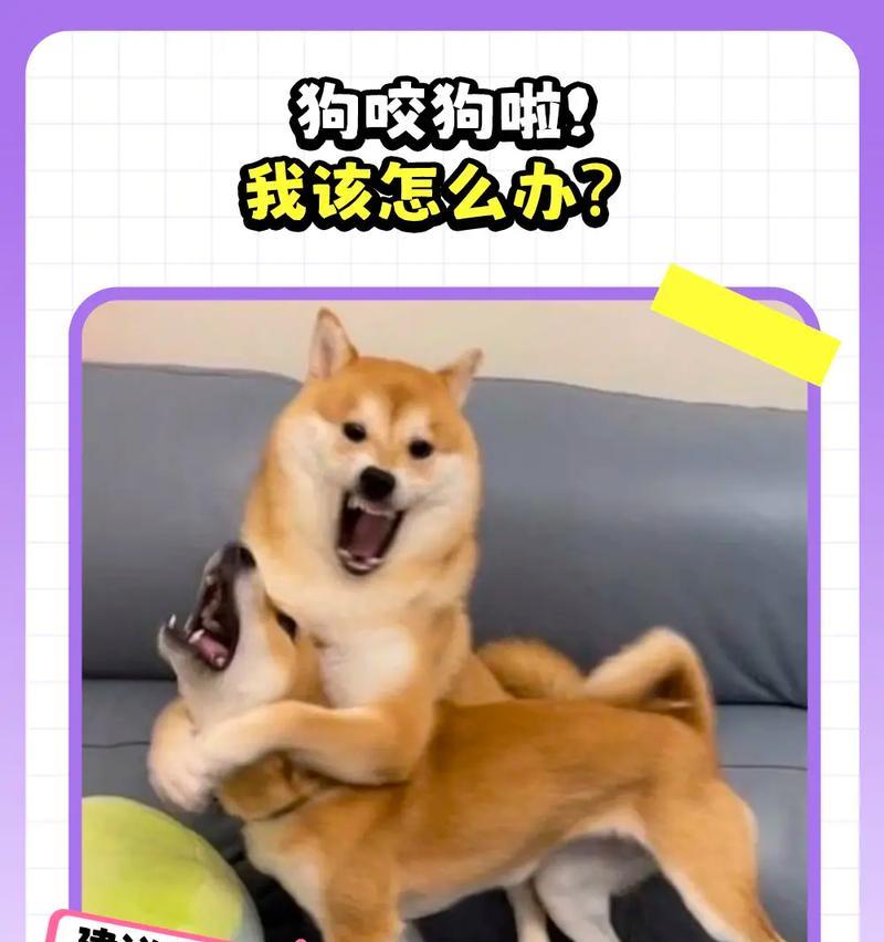 小狗初养指南——如何呵护你的新宠物（宠物新手必读）