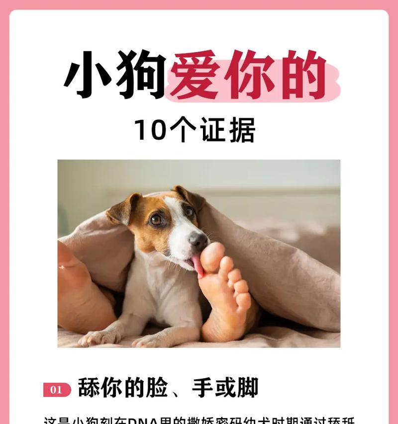 小狗初养指南——如何呵护你的新宠物（宠物新手必读）