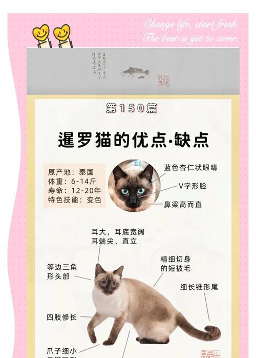 暹罗猫公猫的最佳配对年龄是多少？