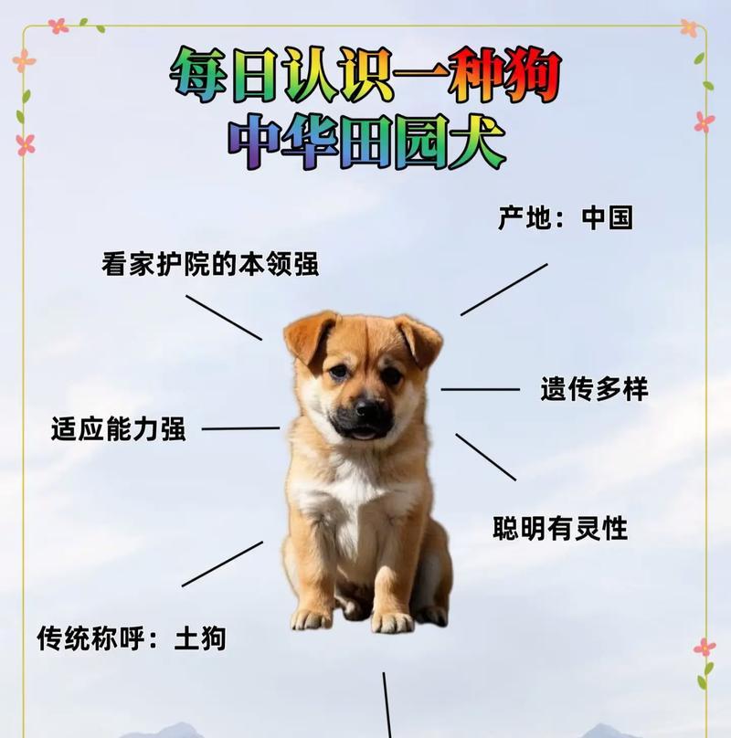 大丹犬饲养指南（以大丹犬介绍教你正确饲养大丹狗）