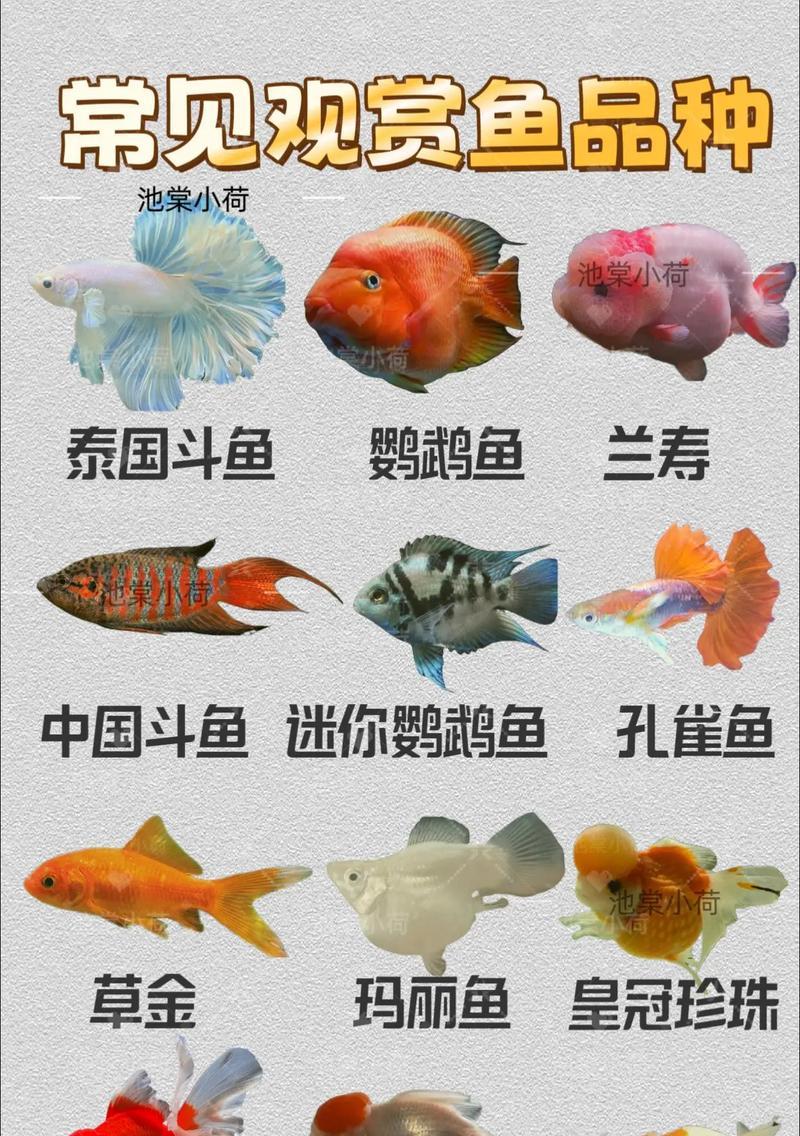 鱼漂亮观赏鱼有哪些?如何选择适合的观赏鱼? 鱼漂亮观赏鱼有哪些?如何选择适合的观赏鱼?