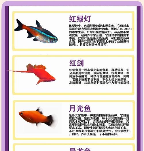 鱼漂亮观赏鱼有哪些？如何选择适合的观赏鱼？